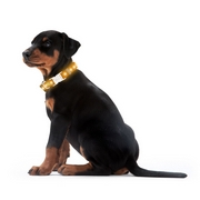 Hondenhalsband - Lichtgevende en reflecterende