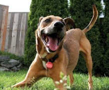 Volwassen honden (onderhoudsvoeding)