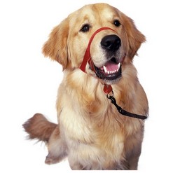 Klant toetje Effectiviteit HALTI HEADCOLLAR - Anti-trek - Hondenhalsband, lijnen en harnassen - Honden  - Webshop - Verwen je dier