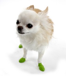 Pawz Hondenschoen Tiny (12 stuks)