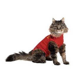 MEDICAL PET SHIRT KAT ROOD XXS